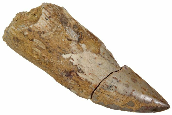 Triassic Fossil Synapsid (Dimetrodon) Tooth - Texas #315715